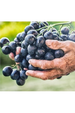 Tüplü Antep Karası Parmağı Kan Yapan Kurutmalık Sofralık Üzüm Fidanı