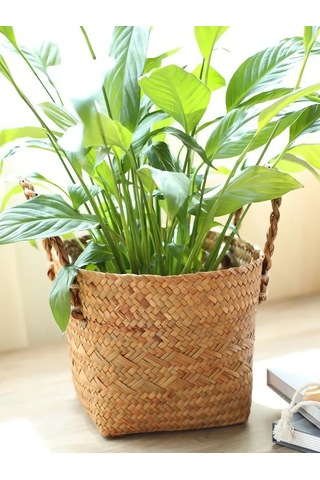 Home Set Ev Bitkileri İçin Saksı 284255663