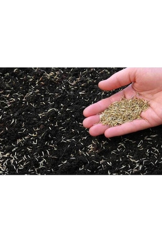 Yonca Karışımlı Az Su Ile Yaşayabilen Çim Tohumu 1 Kg