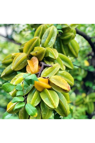 Aşısız Star Fruit Fidanı 2 Yaş 25-30 Cm