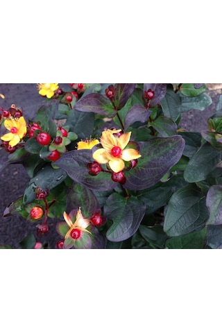Siyah Kantaron Çalısı - Hypericum Inodorum Magical Black