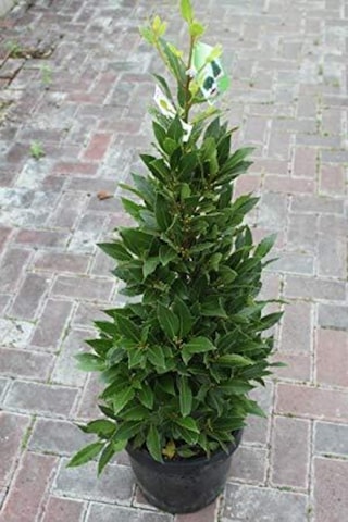 Bonsai Defne Ağacı Tohum Tropikal Ağaç Tohumları 2 Adet Tohum