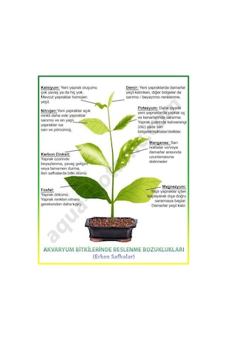 Sararmaya Kesin Çözüm Magnezyum+Demir Dem Magfer  (1 Litre) Sıvı