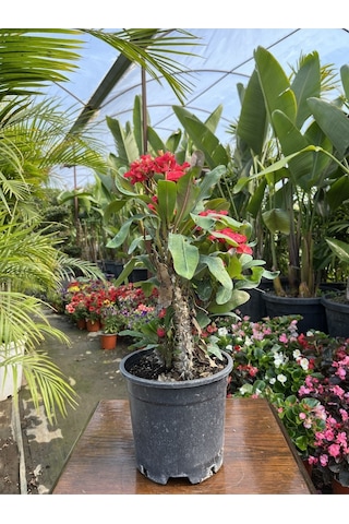 Videolu Dikenler Tacı 25 40 Cm Saksılı Kaktüs Euphorbia