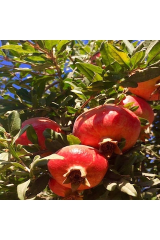 Tüplü Yöresel Katırbaşı Nar Fidanı