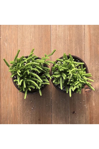 Crassula Muscosa - 50 Adet Sukulent - Teraryum Bitkisi