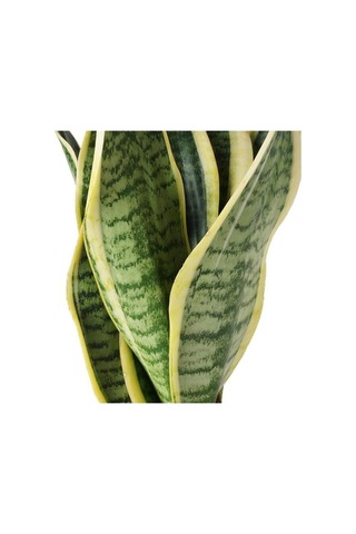 Isparta Gülü Sansevieria Paşa Peygamber Kılıcı Çiçeği Trifasciata