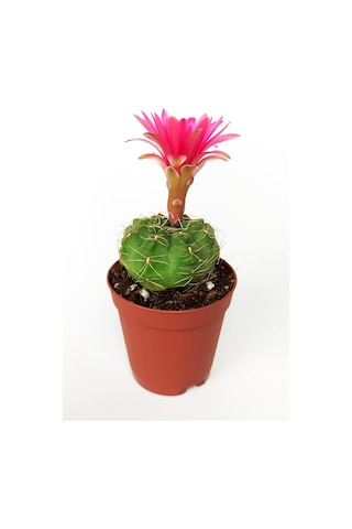 Gymnocalycium Baldianum Göz Alıcı Pembe Çiçekli  Özel Tür Kaktüs