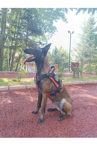 Tactical Göğüs Tasması Taktik Tasma Turuncu