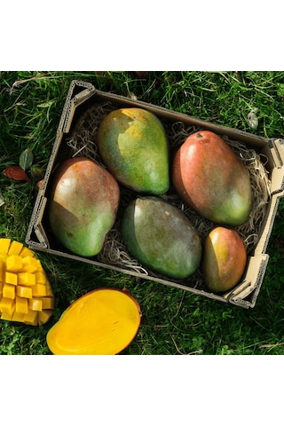 Aşılı Keitt Mango Fidanı - 2 Yaş - Tüplü 60-70 Cm - Lifsiz Dev Meyveli Tropikal Meyve Ağacı