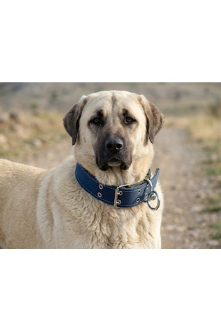 İri Ve Büyük Cinsler İçin Kanğal Köpek Tasması 80x5 Cm Lacivert