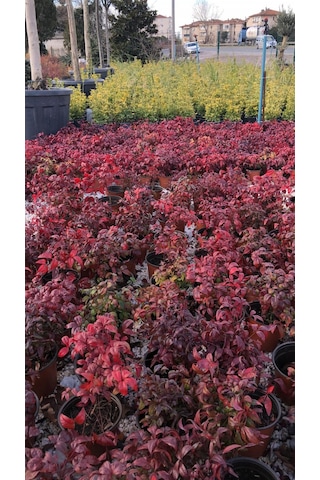 10 'lu Cennet Bambusu-nandina Fidan Paketi