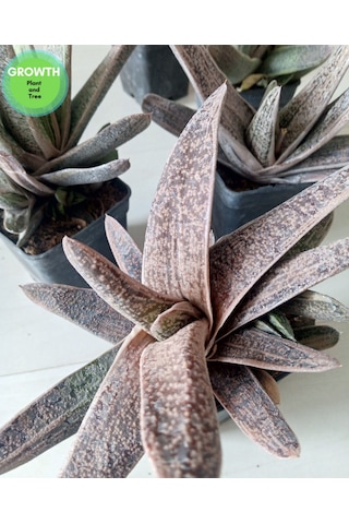 Gasteria Little Warty Variegated 1 Adet