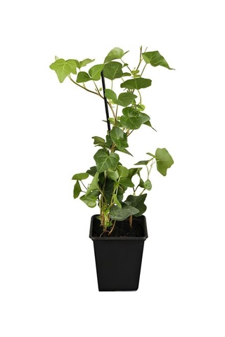 Hedera Helix Duvar Sarmaşığı 1 Adet Saksılı 30-50cm+yeşim Para Çiçeği
