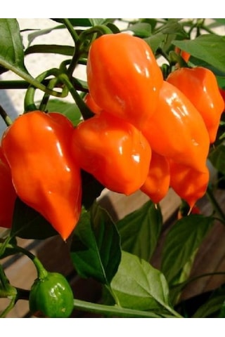 Francısca Habanero Pepper / 400.000 Scoville - Gerçek Taze Acı Biber
