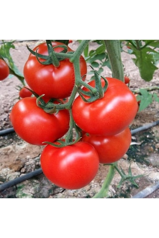 Expres Tohumculuk Sırık Domates Tohumu 50 Adet Tohum
