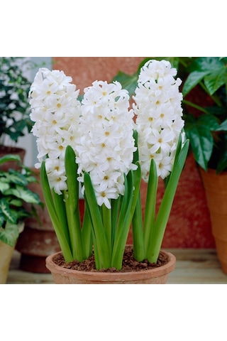 White King Beyaz Sümbül  Soğanı