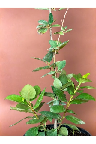 Aronya Aronia Melanocarpa 76 Cm Saksılı Meyve Fidanı