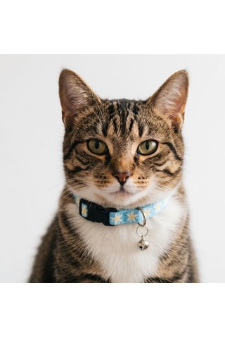 Tatucha Galaxy Harmony Kedi Boyun Tasması, Özel Koleksiyon, Lacivert Açık Mavi