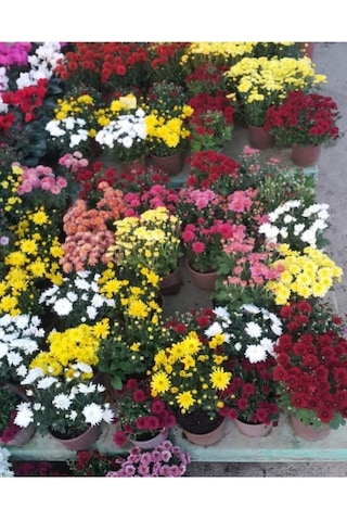 Sarı Kasımpatı Krizantem Chrysanthemum Çiçeği 10-20 Cm