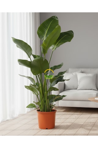 Fidansepetim Starliçe 3 Köklü - Cennet Kuşu - Strelitzia Nicolai 120-140cm