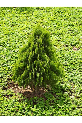 Videolu Leylandi Çit Bitkisi 10 25 Cm 10 Adet Tüplü Dış Mekan Bitkisi Cupressus Leylandii