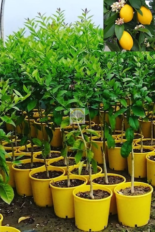 5 Yaş Aşılı 7 Veren Yediveren Mayer Limon Fidanı Üzeri Çiçekli