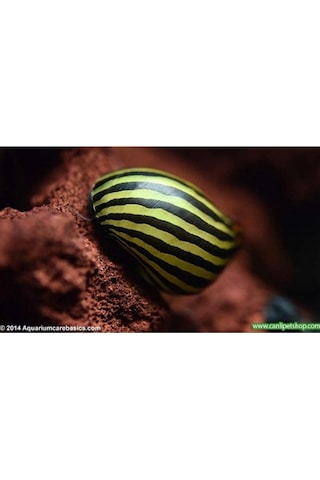 Nerite Salyangoz Zebra 1 Adet iri Boy