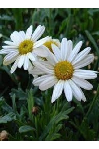 20 Adet Tohum Yayılıcı Kır Papatyası Çiçeği Tohumu Saksı Toprak