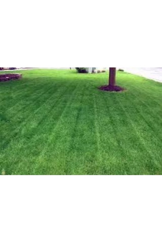 1 Kg 6 Lı Karışım Çim Tohumu 4 Mevsim Çim Tohumu Basmaya Dayanıklı Çim Tohumu Ithal Çim Tohumu