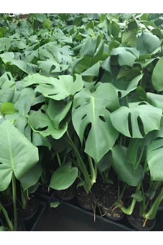 Monstera Deliciosa Dolgun Deve Tabanı Çiçeği 30-60cm 1 Adet