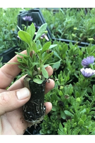 Çok Yıllık Erato Double Yellow Katmerli Bodrum Papatyası Çiçeği Fidesi 1 Fide