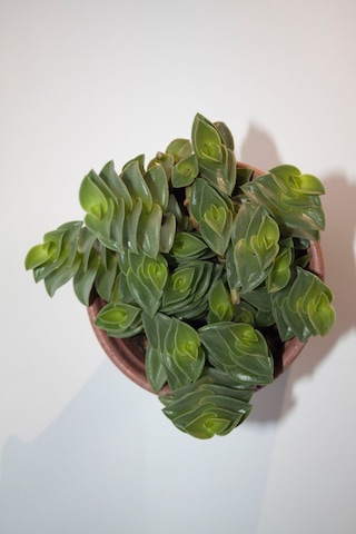 Callisia Navicularis Sukulent Tekli 5,5 Cm Saksıda
