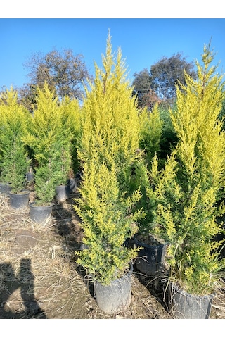 Büyük Limon Çamı Limon Selvi , Büyük Saksıda, 150 Cm. Boyunda, H