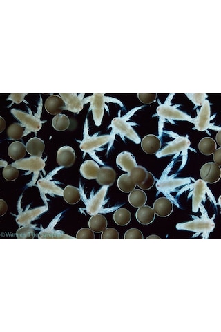 Artemia Zenginleitirici 50 G