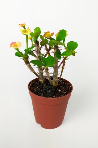 Nadir Bulunan Ebruli Çiçekli Dikenler Tacı Euphorbia Miili Mini KaktüsKral Tacı Dikenli Taç 5.5 CM Saksıda Özel Tür