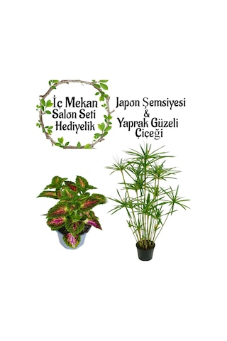 Japon Şemsiyesi 40-60cm 1 Adet Saksılı+yaprak Güzeli Çiçeği 1 Adet Saksılı Salon Seti