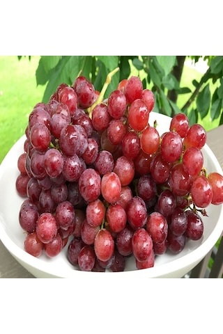 Tüplü Aşılı Çekirdeksiz Flame Seedless Üzüm Fidanı