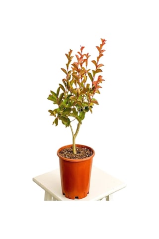 Kokulu Leylak Çiçeği Fidanı 1 Adet Saksılı 30-60cm+mor Oya Fidanı 30-60cm