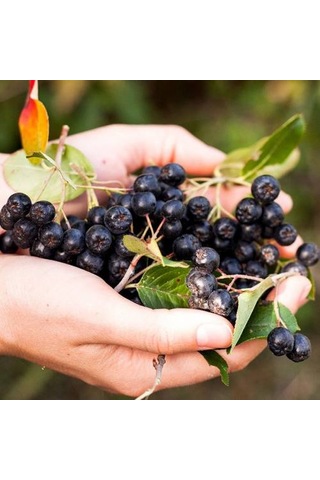 Aronya Fidanı 2 Adet 2 Yaş