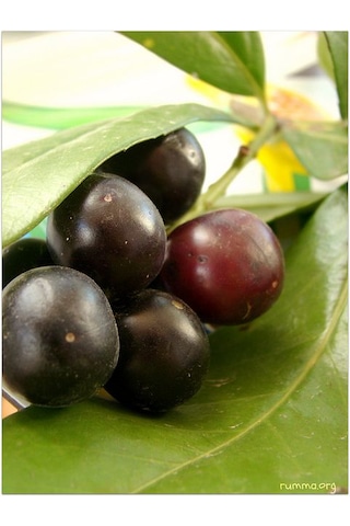 2 Yaşında Karayemiş Fidanı Prunus Laurocerasus Sağlıklı Ve Uz