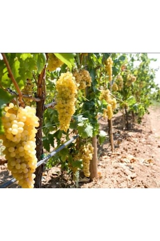 Sultaniye Çekirdeksiz İzmir Üzümü Asma Fidanı