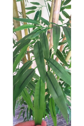Rüzgar Çiçekcilik 170 Cm 6 Gövdeli Bambu Yeşil