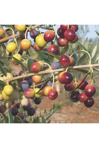 Tüplü Tam Bodur Saksıda Yetişebilen Arbosona Zeytin Fidanı