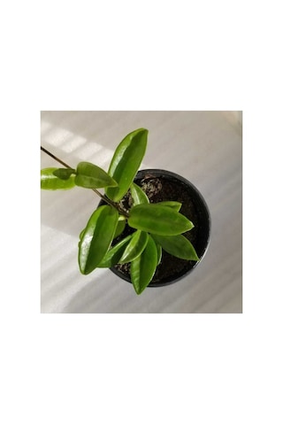Hoya Carnosa Mum Çiçeği Fidanı 10-20 Cm