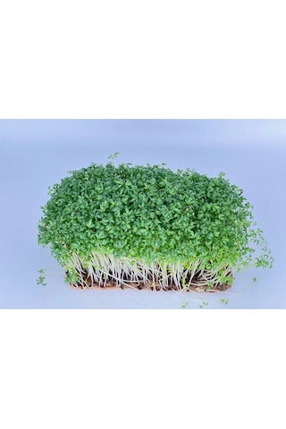 Yerli Tere Mikro Yeşillik Tohumu, Geniş Yapraklı, 15 Gram