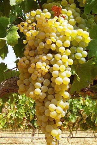 K-7 Çekirdeksiz Yeşil-sarı Üzüm Fidanı 1-2 Yaş Arası Tüplü