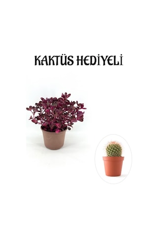 Kadınlar Gününe Özel Çingene Şalvarı İresine Herbtis Bitkisi Kaktüs Hediyeli