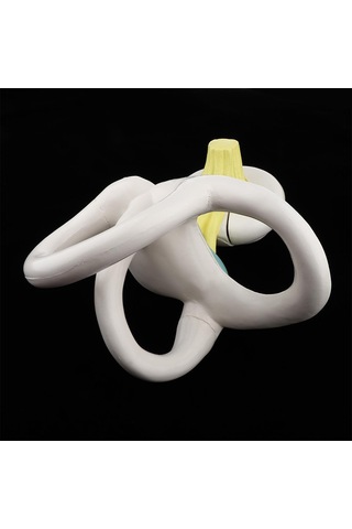 Suntek Büyütülmüş İnsan Kulağı Labirent Anatomik Yapı