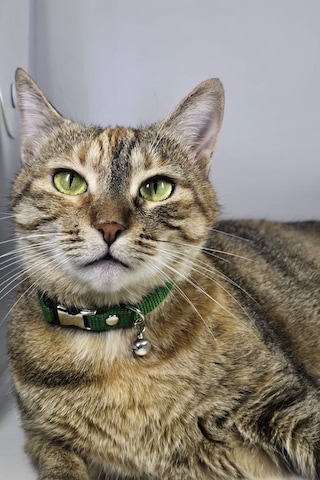 Ayarlanabilir - Sesli Zilli- Yeşil Kedi Tasması 12 Farklı Renk Seçeneği -kedi Boyun Tasması